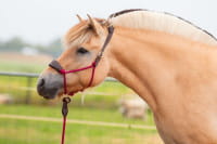 EDIX Resi Ropehalter